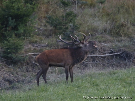 Royal, Cervus elaphus