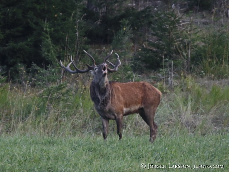 Royal, Cervus elaphus