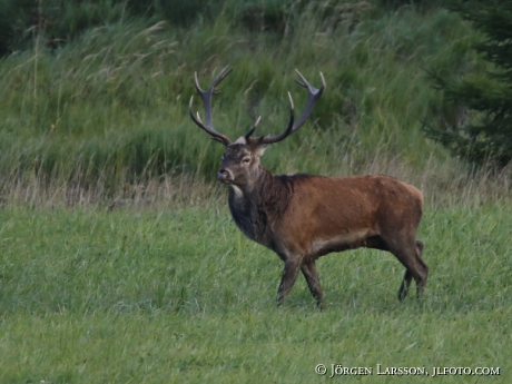 Royal, Cervus elaphus