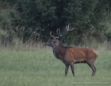 Royal, Cervus elaphus