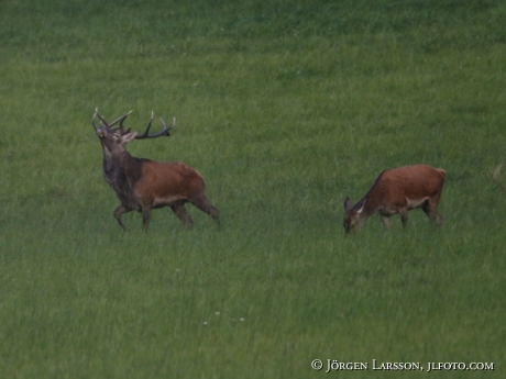 Royal, Cervus elaphus