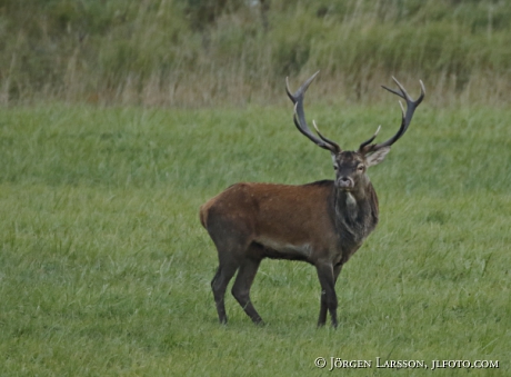 Royal, Cervus elaphus