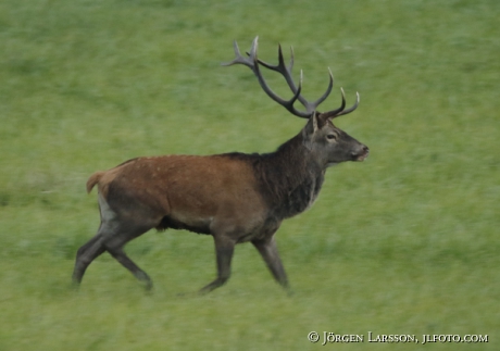 Royal, Cervus elaphus