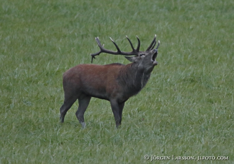 Royal, Cervus elaphus