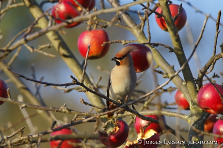 Waxwing  Bombycilla garrulus