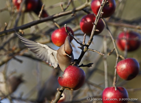 Waxwing  Bombycilla garrulus