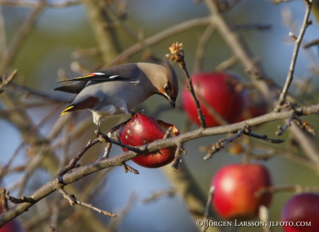 Waxwing  Bombycilla garrulus