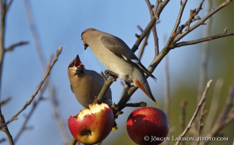 Waxwing  Bombycilla garrulus