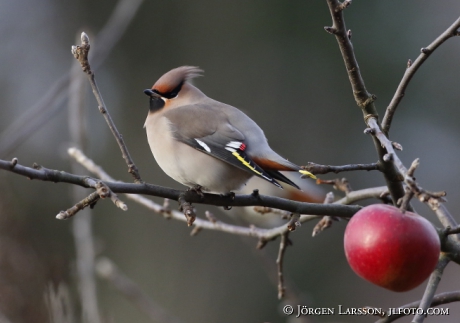 Waxwing  Bombycilla garrulus