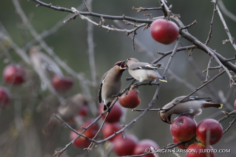 Waxwing  Bombycilla garrulus