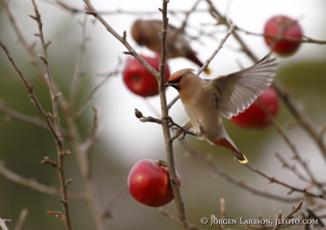 Waxwing  Bombycilla garrulus