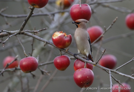 Waxwing  Bombycilla garrulus