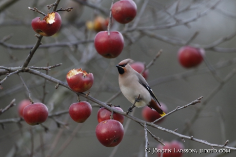 Waxwing  Bombycilla garrulus