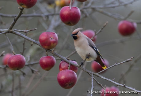 Waxwing  Bombycilla garrulus