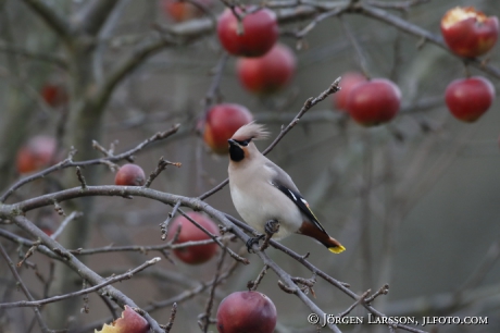 Waxwing  Bombycilla garrulus