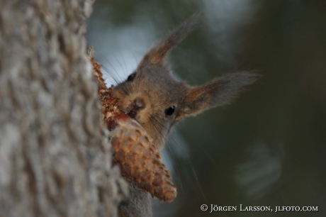 Ekorre Sciurus vulgaris