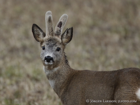 Rådjur Capreolus capreolus