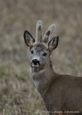 Rådjur Capreolus capreolus