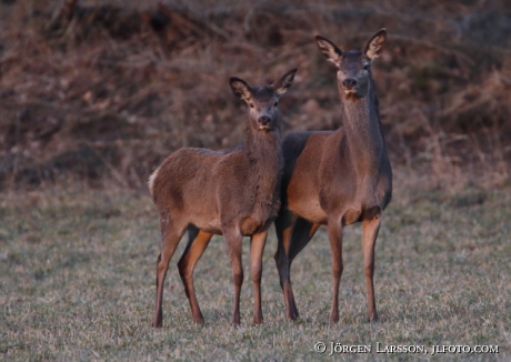 Kronhjortar  hind Cervus elaphus