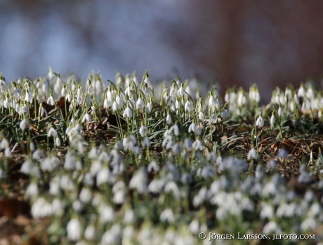 Snowdrop  Galanthus