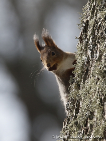 Ekorre Sciurus vulgaris