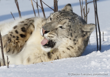 Snow leopard  Uncia uncia  Dalarna Sweden