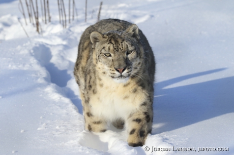 Snow leopard  Uncia uncia  Dalarna Sweden