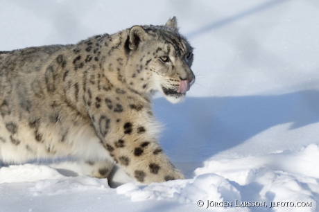 Snow leopard  Uncia uncia  Dalarna Sweden