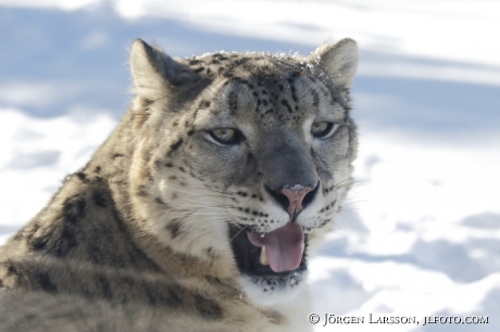 Snow leopard  Uncia uncia  Dalarna Sweden