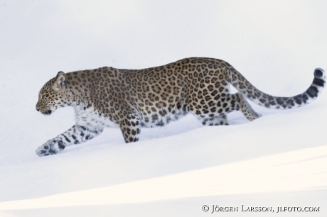 Leopard Panthera pardus