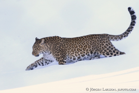 Leopard Panthera pardus