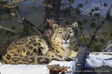 Snow leopard  Uncia uncia  Dalarna Sweden