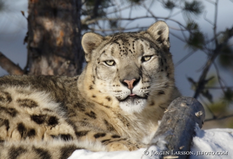 Snow leopard  Uncia uncia  Dalarna Sweden