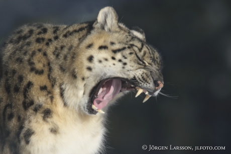 Snow leopard  Uncia uncia  Dalarna Sweden