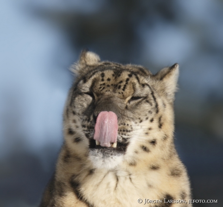 Snow leopard  Uncia uncia  Dalarna Sweden