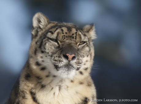 Snow leopard  Uncia uncia  Dalarna Sweden