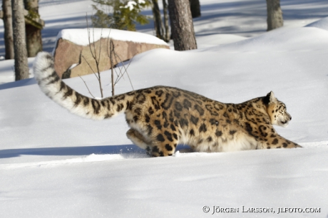 Snow leopard  Uncia uncia  Dalarna Sweden