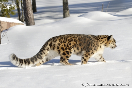 Snow leopard  Uncia uncia  Dalarna Sweden