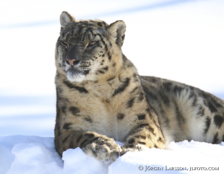 Snow leopard  Uncia uncia  Dalarna Sweden