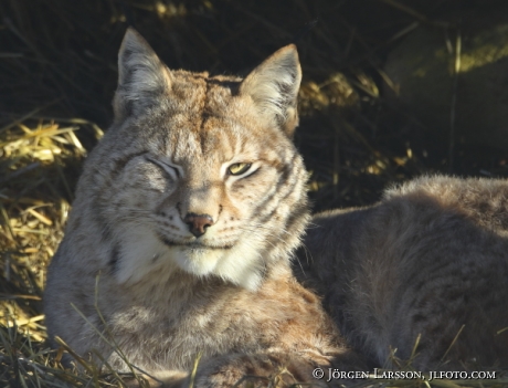 Lynx lynx