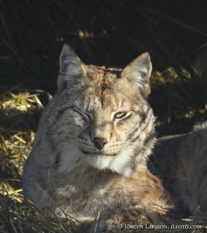 Lynx lynx