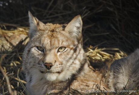 Lynx lynx