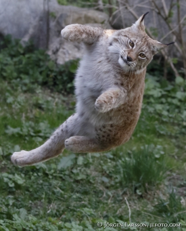 Lynx