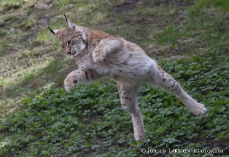 Lynx