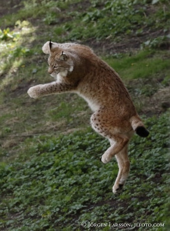 Lynx