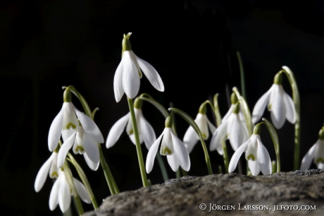 Snowdrop  Galanthus