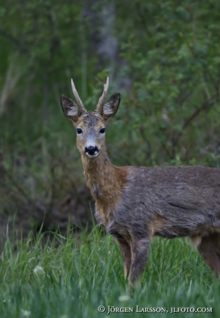 Rådjur Capreolus capreolus