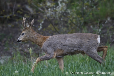 Rådjur Capreolus capreolus