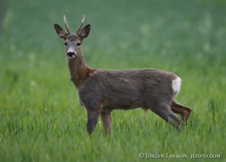 Rådjur Capreolus capreolus