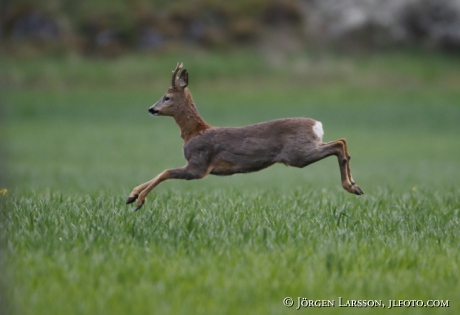 Rådjur Capreolus capreolus